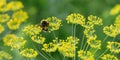 Young bumblebee collects pollen from yellow inflorescences