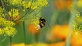 Young bumblebee collects pollen from yellow inflorescences 2