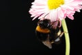 Young bumblebee on a flower