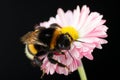 Young bumblebee on a flower