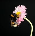 Young bumblebee on a flower