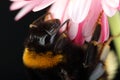 Young bumblebee on a flower