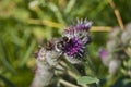 A young bumblebee pollinates a burdock flower. Close-up.