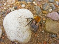 Bumble bee on white stone, young bumblebee sitting on stone.