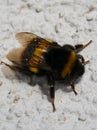 a young bumblebee sunbathes on the wall of a house in the morning