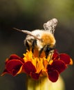 Young bumblebee at work