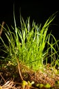 Young Bunch Of Grass In Spring Forest.