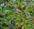 Young bunch of strawberry fruits, close up