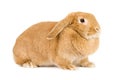 Young bunny Royalty Free Stock Photo