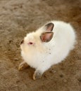 Young Bunny Rabbit Royalty Free Stock Photo