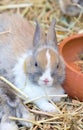 Young Bunny. Royalty Free Stock Photo