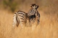 Young Burchell's Zebras (Equus burchellii)