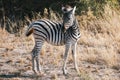 Young Burchell Zebra Foal in Moremi Game Reserve Royalty Free Stock Photo