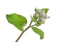 Young burdock flowers isolated on white background