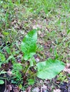 Young Burdock plant (Arctium lappa ) Royalty Free Stock Photo