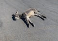 Burro takes a nap on the street