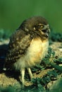 Young Burrowing Owl Royalty Free Stock Photo