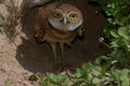 Young burrowing owl Royalty Free Stock Photo