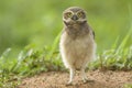 Young burrowing owl in Brazil. Royalty Free Stock Photo