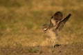 Young Burrowing Owl Flapping its Wings Royalty Free Stock Photo