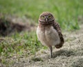 Young Burrowing Owl with Large Yellow Eyes