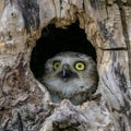 A young burrowing owl looks outside
