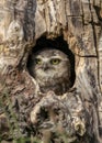 a young burrowing owl looks outside