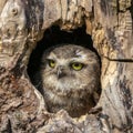 A young burrowing owl looks outside