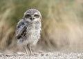 A young burrowing owl