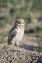 Young burrowing owl standing lookout on burrow in meadow of Colorado Royalty Free Stock Photo