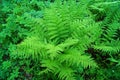 Young bush athyrium