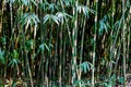Young bush of bamboo plants growing in the deep forest Royalty Free Stock Photo
