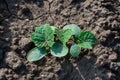 Young bush of cucumber in the garden