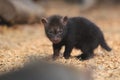 Young bush dog Royalty Free Stock Photo