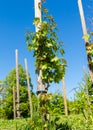 A young bush of grapes. Vines on a pole. Grape growing. Young bushes and leaves. Clear blue sky. Wine and juice production. Organi