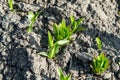 Young bush lilies in the spring garden, sprout royal lily