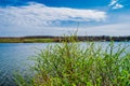 A young bush in nature, growing along the river `Grushevka`, with the green light of nascent leaves. Spring, spring landscape in t Royalty Free Stock Photo