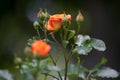 Young bush of orange rose with lots of buds and blooming flower.