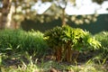 Young bush of peony flower grow in sunny spring garden