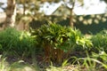 Young bush of peony flowers grow in spring rural garden