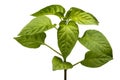 Young bush pepper Royalty Free Stock Photo