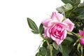 Young bush pink rose close-up on a white background. Copy space Royalty Free Stock Photo
