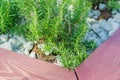 Young bush of rosemary in the garden flowerbed, outdoors