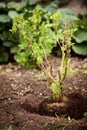 Young bush of a Rubus fruticosus into the soil, gardening and planting