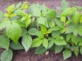 Young bushes of raspberries in garden, plants Royalty Free Stock Photo
