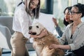 Young businesswomen playing with golden retriever dog in modern office