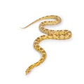 Butter Cornsnake on white Royalty Free Stock Photo