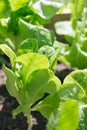 Young butter lettuce