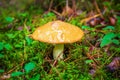 Young butter mushrooms grow in a pine forest