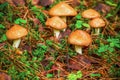 Young butter mushrooms grow in a pine forest